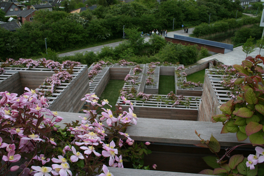 Bjerget_clematis